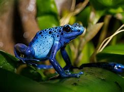 Image result for Most Poisonous Poison Dart Frog