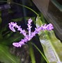 Image result for Aquarium Full of Flowers