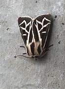 Image result for Tiger Moth Insect