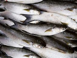 Image result for AWA Milkfish