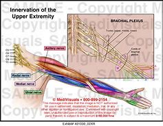 Image result for Upper Extremity Innervation Chart