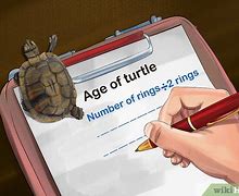 Image result for Turtle Age Chart