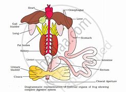 Image result for Frog Digestive System Diagram Labeled