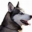 Image result for Husky Dog PFP