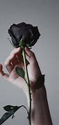 Image result for Black Rose Pic