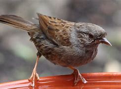 Image result for Dunnock