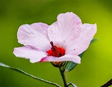 Image result for Rare Exotic Flowers Pink