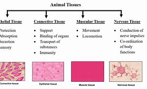 Image result for Animal Tissue Diagram