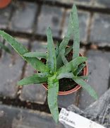 Image result for Aloe Castanea