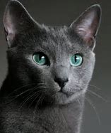 Image result for Russian Blue Cat German Shepherd