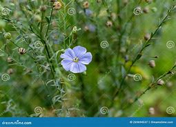 Image result for Flax Flower Stem