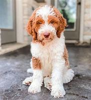 Image result for Brown and White Goldendoodle