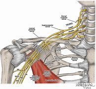 Image result for Brachial Plexus Posterior View