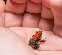 Image result for Hawaii Poison Dart Frog