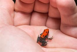 Image result for Poison Dart Tree Frog