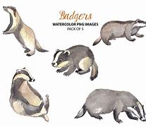 Image result for Cute Baby Badger