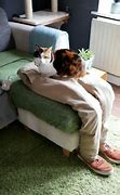 Image result for Cat On Lap Meme