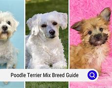 Image result for Poodle Terrier Mix