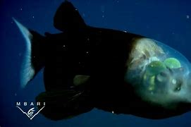 Image result for Fish with Migrating Eye