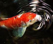 Image result for Carpa Koi