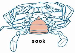 Image result for Blue Crab Anatomy Diagram