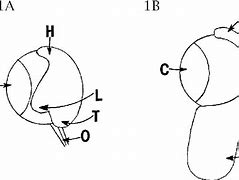 Image result for Snake Eye Diagram