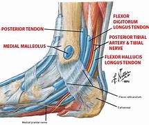 Image result for Lateral Malleolus Ligaments