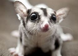 Image result for What Does Sugar Glider Eat