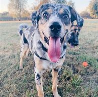 Image result for Lab Mix Australian Shepherd Brindle