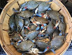 Image result for Maryland Steamed Crabs