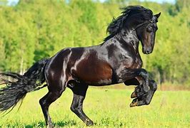 Image result for Best Horse Pics