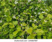 Image result for Pinnatifida Tree