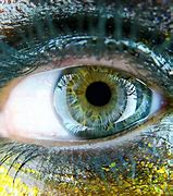 Image result for My Eye in Macro