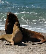 Image result for South Korea Sea Lions