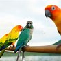 Image result for Conure Bird Pic