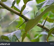 Image result for Lemon Tree with Thorns