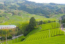 Image result for Tea Plantations Japan