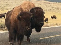 Image result for Bison vs Cow