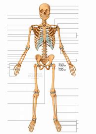 Image result for Skeletal System Anterior View Diagram