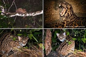 Image result for Borneo Clouded Leopard