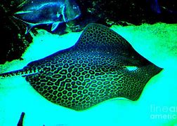 Image result for Leopard Ray