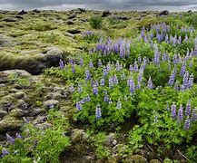 Image result for Flora Tundra Lumut