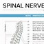 Image result for Spinal Nerve Function Chart