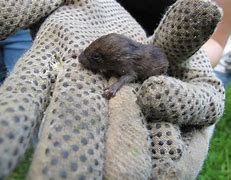 Image result for Baby Black Meadow Vole