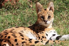 Image result for Half Serval Cat