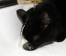 Image result for Cat in Bucket Drinking Water