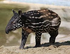 Image result for Cute Malayan Tapir