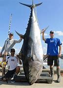 Image result for Bluefin Tuna Fin