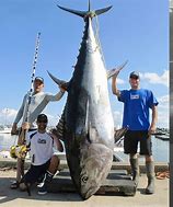 Image result for Bluefin Tuna Fillet