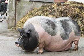 Image result for Happy Fat Pig